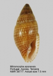 Mitromorpha azorensis