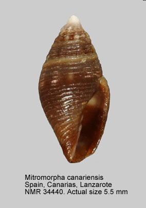 Mitromorpha canariensis