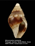 Mitromorpha crenipicta