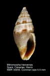 Mitromorpha hierroensis