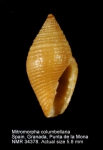 Mitromorpha columbellaria