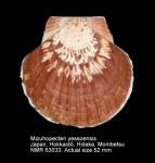 Mizuhopecten yessoensis