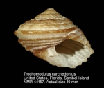 Trochomodulus carchedonius