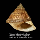 Trochomodulus catenulatus