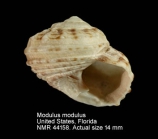Modulus modulus