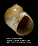 Natica marochiensis