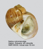 Natica rubromaculata