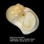 Naticarius orientalis