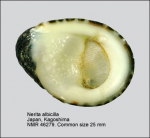 Nerita albicilla