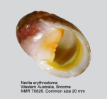 Nerita erythrostoma