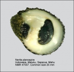 Nerita planospira