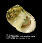 Nerita quadricolor