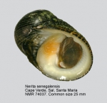 Nerita senegalensis