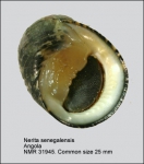 Nerita senegalensis