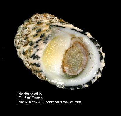 Nerita textilis