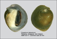 Clypeolum latissimum