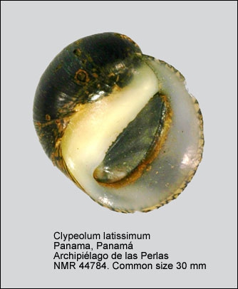 Clypeolum latissimum