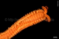 Polychaeta (bristle worms)