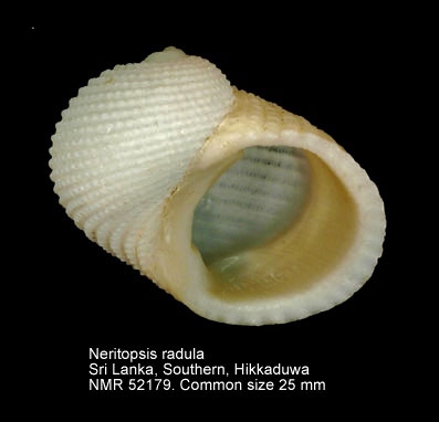 Neritopsis radula