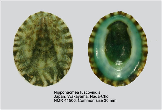 Nipponacmea fuscoviridis