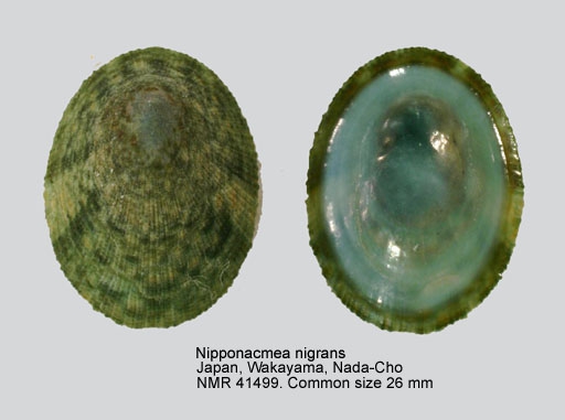 Nipponacmea nigrans