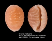 Niveria maltbiana