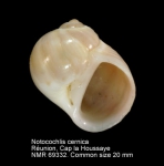 Notocochlis cernica