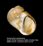 Notocochlis gualteriana