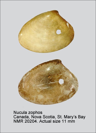 Nucula zophos