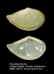 Nuculanidae