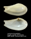 Lembulus bicuspidatus
