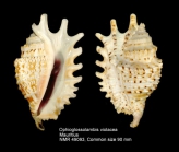 Ophioglossolambis violacea