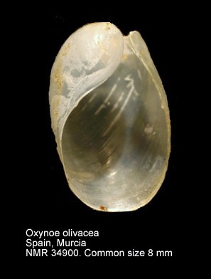 Oxynoe olivacea