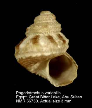 Pagodatrochus variabilis