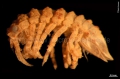 Isopoda