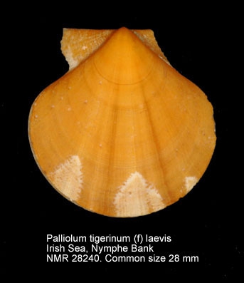 Palliolum tigerinum
