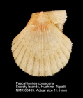 Pascahinnites coruscans