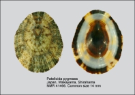 Patelloida pygmaea