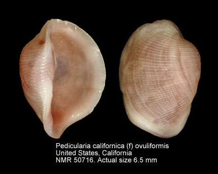 Pedicularia californica