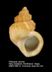 Struthiolariidae
