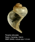Peracle reticulata