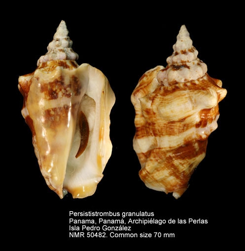 Persististrombus granulatus