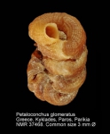 Petaloconchus glomeratus