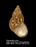 Phasianellidae