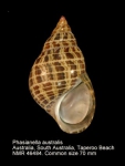 Phasianellidae
