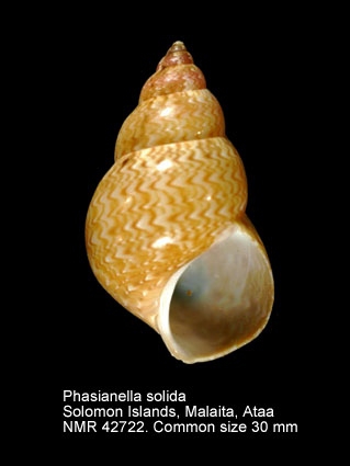 Phasianella solida