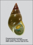 Phasianotrochus eximius