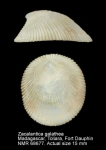 Phenacolepadidae