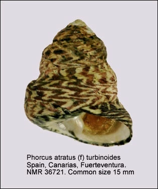 Phorcus atratus