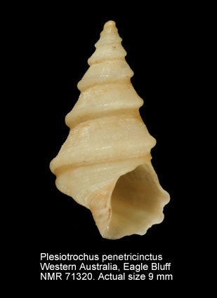 Plesiotrochus penetricinctus